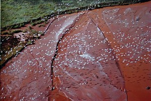 Image description is not available for 1984.029